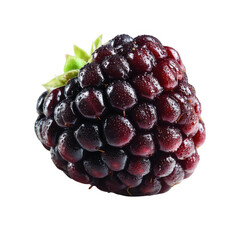Close up of a fresh blackberry with water droplets isolated on transparent background