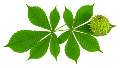 Chestnut branch highlighting spiny burred shell, verdant leaves against transparent backdrop, detailed botanical closeup