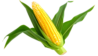 Ripe yellow corn kernels glistening on fresh green husked ear, isolated against transparent background