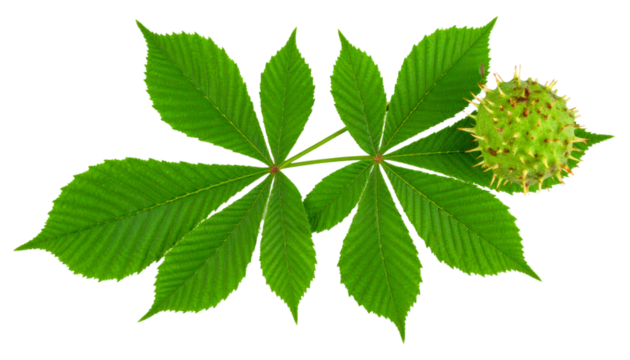 Chestnut branch highlighting spiny burred shell, verdant leaves against transparent backdrop, detailed botanical closeup
