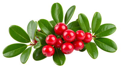 Lingonberry sprig displaying vibrant red fruits, shiny foliage against transparent backdrop, highlighting culinary and wellness applications