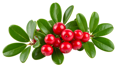 Lingonberry sprig displaying vibrant red fruits, shiny foliage against transparent backdrop, highlighting culinary and wellness applications