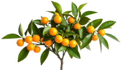 Mandarin branch displaying ripe orange fruits clustered amid verdant foliage, backlit with transparent backdrop