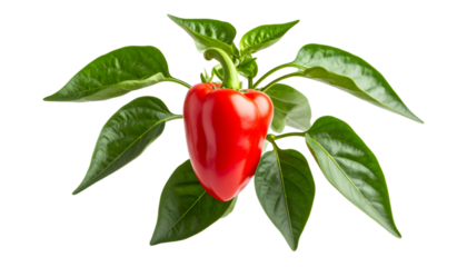 Ripe red bell pepper growing on a plant twig with narrow green leaves, isolated on transparent background, ideal for healthy food and agriculture themes