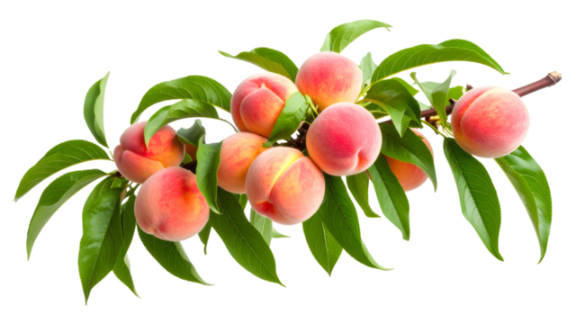 Ripe peaches hanging from leafy branch, isolated against transparent backdrop, perfect for food marketing visuals