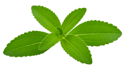 Stevia plant twig featuring pale green sweet leaves, showcasing natural herbal ingredient with clean transparent backdrop, perfect for wellness content