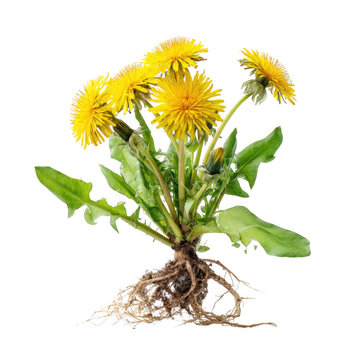 Dandelion plant with roots, leaves and yellow flowers isolated on transparent background
