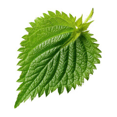 Single green nettle leaf with serrated edge isolated on transparent background