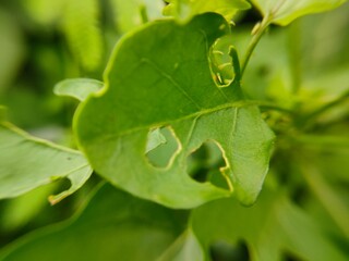green leaf with dew