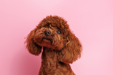 Portraite of cute fluffy puppy of Maltipoo. Little smiling dog on white background. Free space for text.