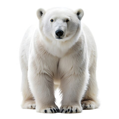 Polar bear isolated on a transparent background