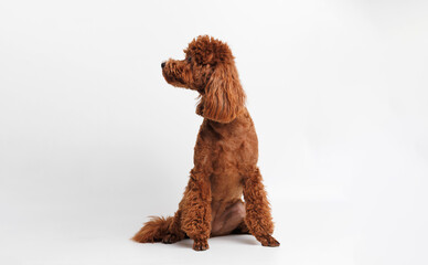 Portraite of cute fluffy puppy of Maltipoo. Little smiling dog on white background. Free space for text.