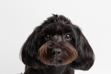Portraite of cute fluffy puppy of Maltipoo. Little smiling dog on white background. Free space for text.