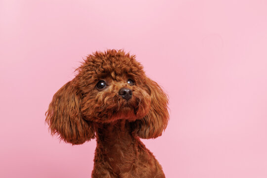 Portraite of cute fluffy puppy of Maltipoo. Little smiling dog on white background. Free space for text.