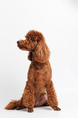 Fototapeta premium Portraite of cute fluffy puppy of Maltipoo. Little smiling dog on white background. Free space for text.