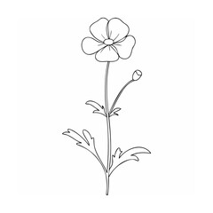 Simple elegant line art illustration of a single buttercup flower with leaves and bud