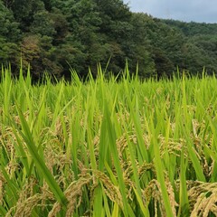 Fototapeta premium Lush Green Rice Field with Ripening Grains in Autumn