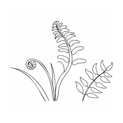 Elegant black and white line art illustration of fern plant for botanical designs