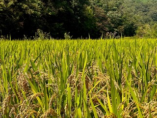Lush Green Rice Field in the Countryside