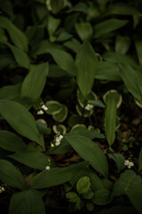 Lily of the Valley