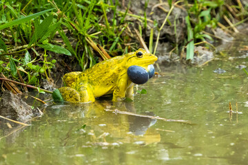 Frogs croak in the rainwater. (Hoplobatrachus tigerinus)