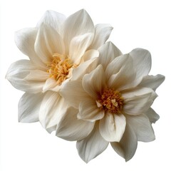 Obraz premium Close-up of Two White Peonies Isolated on White Background
