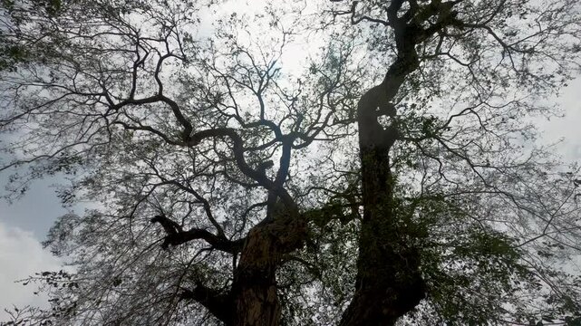 A tree in the Tomb of Muhammad Ghaus, a Sufi saint in Gwalior, Madhya Pradesh, India,Tombs of Mohammed Ghaus & Tansen