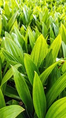 Obraz premium A vibrant field filled with lush green leaves, gently swaying in the breeze under a bright blue sky, creating a serene and refreshing atmosphere.