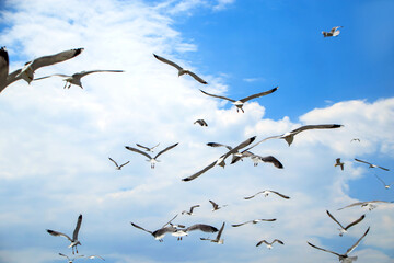 flock of seagulls against sky