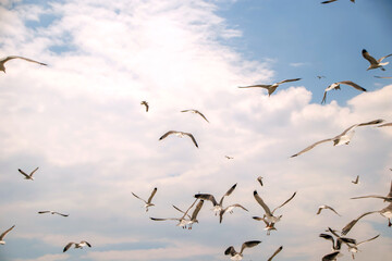 flock of seagulls and cloudy sky