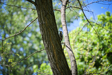 Woodpecker on a tree in the forest 