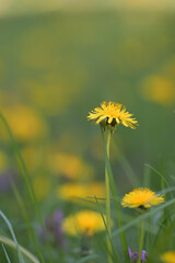 yellow flower on green background