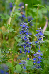 Purple wild flowers in the field