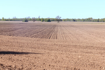
a vast, cultivated field of land with visible rows of furrows stretching into the distance to a forest belt under a clear, blue sky.