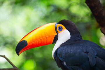 Colorful tucan