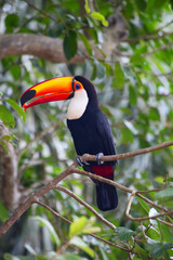 Colorful tucan