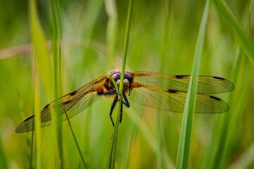 Dragonfly resting in tall grass