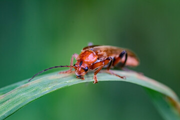 Red soldier beetle on leaf
