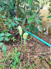 vegetables in the garden