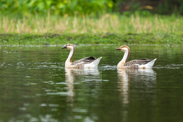 Swan Goose at Summer Lake in Bangladesh.