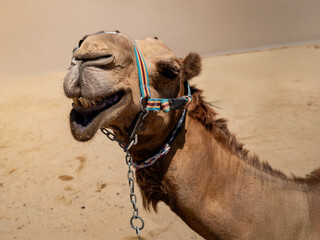 portrait of a camel