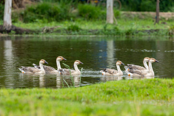 Swan Goose at Summer Lake in Bangladesh.