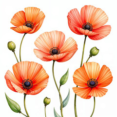 Bunch of Orange Red poppies flowers illustration with flower buds