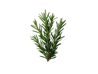 Naklejka premium A green plant with long green leaves