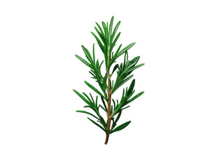 Fototapeta premium A green plant with a long stem and leaves