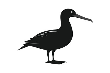 Albatross silhouette on white background