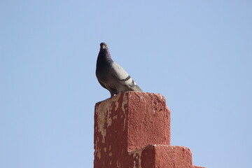 Pigeon standing on top of a house