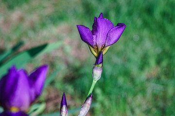 The most beautiful unique flower
