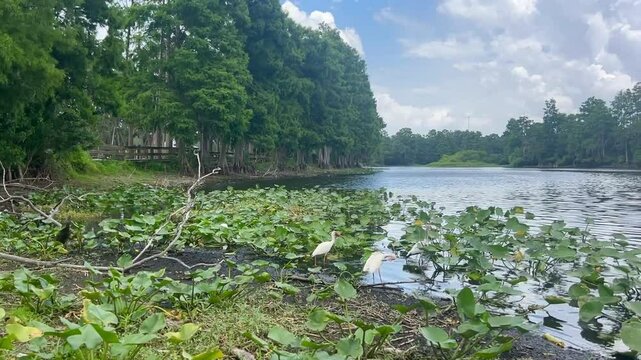 Slow pan video from left to right showing a tropical wetland with white long-beaked birds, lush greenery, and calm water surface under a bright sky. Peaceful nature scene.
