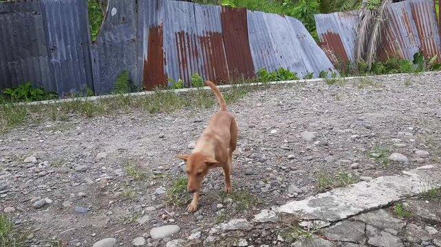 Brown street dog scratching in a gravel area